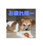 可愛い家族達、いつまでも心に。（個別スタンプ：3）
