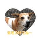 可愛い家族達、いつまでも心に。（個別スタンプ：8）