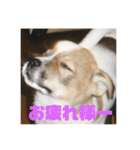 可愛い家族達、いつまでも心に。（個別スタンプ：10）