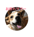 可愛い家族達、いつまでも心に。（個別スタンプ：14）