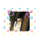 プリン スタンプ（個別スタンプ：1）
