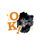 ブラックポメラニアン！（個別スタンプ：1）