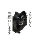 ブラックポメラニアン！（個別スタンプ：3）
