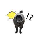 ブラックポメラニアン！（個別スタンプ：5）