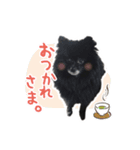 ブラックポメラニアン！（個別スタンプ：6）