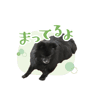 ブラックポメラニアン！（個別スタンプ：8）