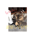 カップルと猫（個別スタンプ：39）