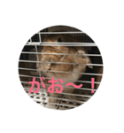 可愛い アッサム（個別スタンプ：3）