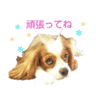 チビタの日常会話（個別スタンプ：11）