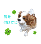 チビタの日常会話（個別スタンプ：12）