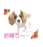 チビタの日常会話（個別スタンプ：13）