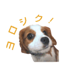 チビタの日常会話（個別スタンプ：19）