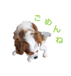 チビタの日常会話（個別スタンプ：20）