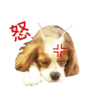 チビタの日常会話（個別スタンプ：30）