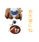 チビタの日常会話（個別スタンプ：36）