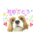 チビタの日常会話（個別スタンプ：39）