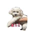 マルクくん（個別スタンプ：1）