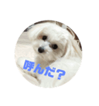マルクくん（個別スタンプ：8）