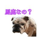 ブルドッグのきなこスタンプ（個別スタンプ：10）