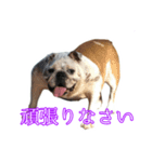 ブルドッグのきなこスタンプ（個別スタンプ：14）