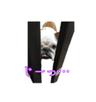 ブルドッグのきなこスタンプ（個別スタンプ：15）