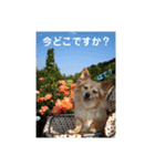 あんずの思い（個別スタンプ：4）