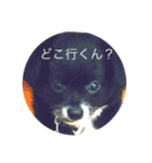 わんこの写真（個別スタンプ：2）