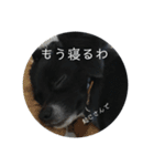 わんこの写真（個別スタンプ：4）