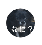 わんこの写真（個別スタンプ：6）