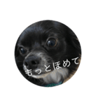 わんこの写真（個別スタンプ：8）