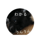 わんこの写真（個別スタンプ：10）