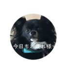 わんこの写真（個別スタンプ：13）