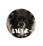 わんこの写真（個別スタンプ：16）