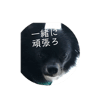 わんこの写真（個別スタンプ：17）