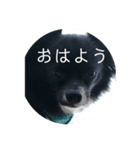 わんこの写真（個別スタンプ：19）