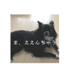 わんこの写真（個別スタンプ：21）