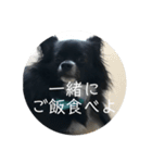 わんこの写真（個別スタンプ：23）