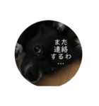 わんこの写真（個別スタンプ：24）
