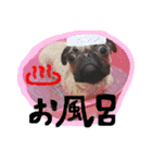 パグのまり子（個別スタンプ：29）