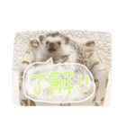 ハリ坊とおもち（個別スタンプ：2）