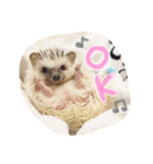 ハリ坊とおもち（個別スタンプ：3）