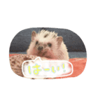 ハリ坊とおもち（個別スタンプ：4）