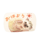 ハリ坊とおもち（個別スタンプ：5）