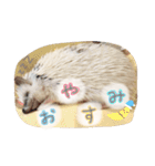 ハリ坊とおもち（個別スタンプ：6）
