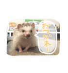 ハリ坊とおもち（個別スタンプ：7）