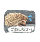ハリ坊とおもち（個別スタンプ：8）