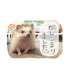 ハリ坊とおもち（個別スタンプ：12）
