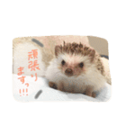 ハリ坊とおもち（個別スタンプ：13）