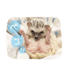 ハリ坊とおもち（個別スタンプ：14）