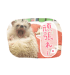 ハリ坊とおもち（個別スタンプ：15）